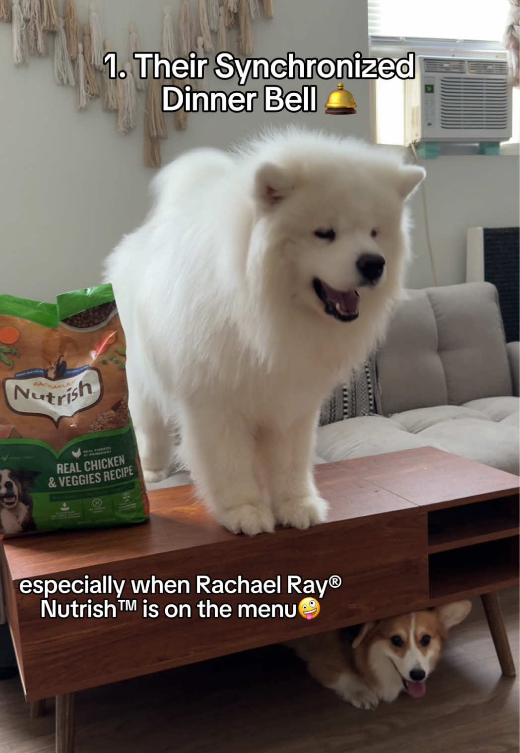 @Biff the Samoyed