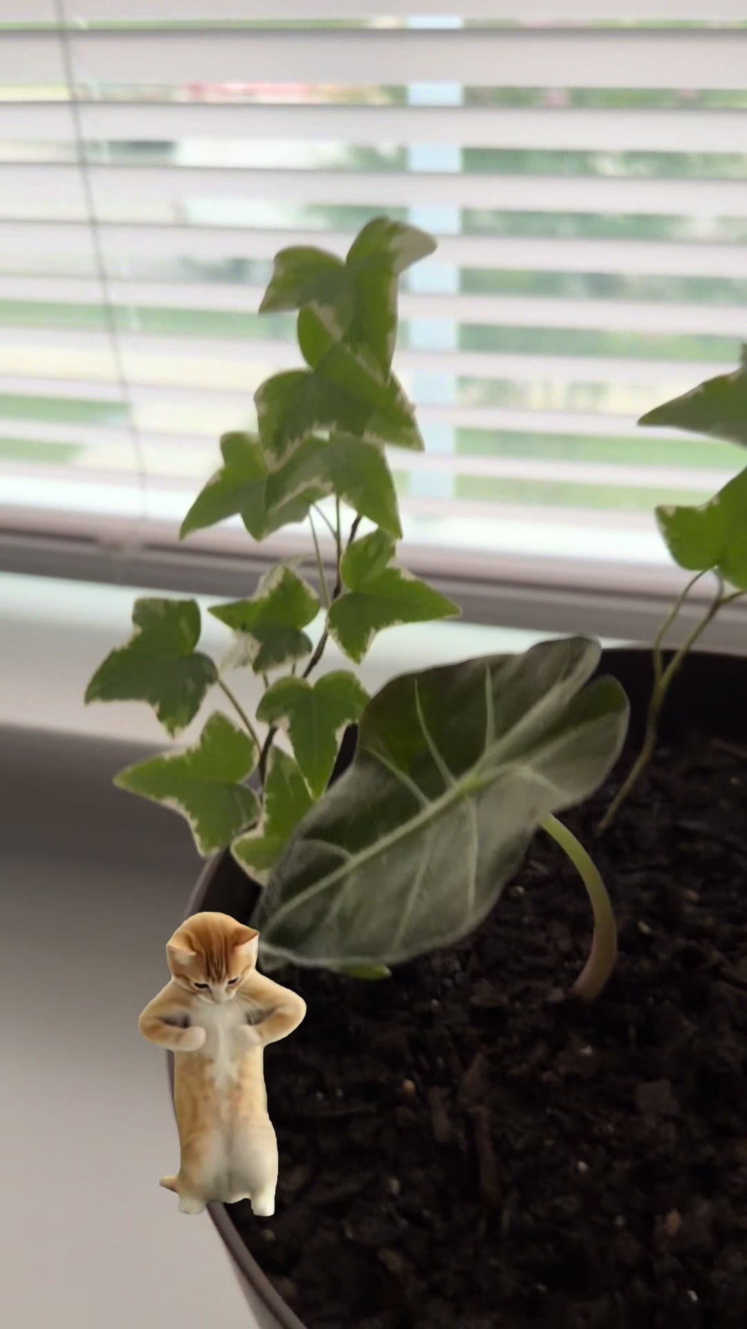 @MoePlantDad