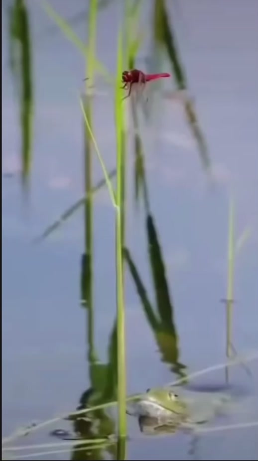 @THẾ GIỚI ĐỘNG VẬT 💧