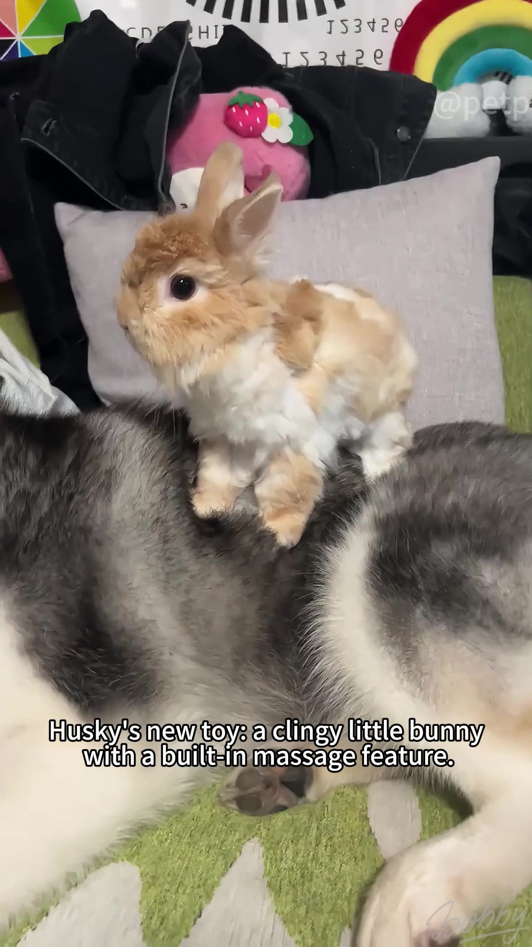 @petpro69