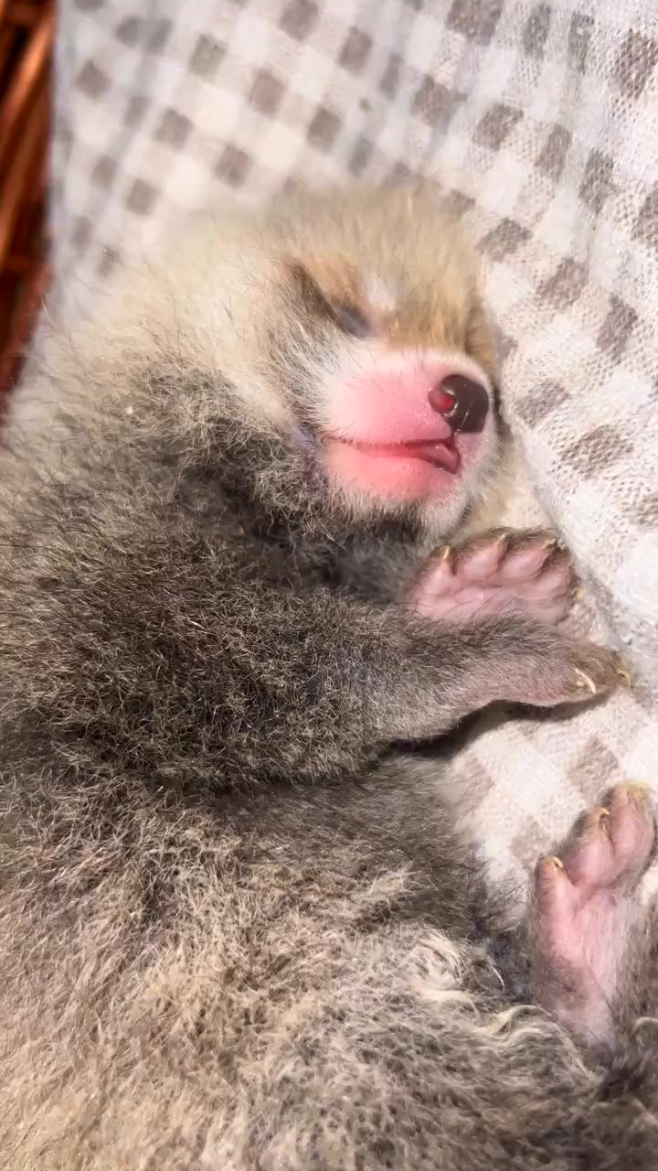 @littlepanda6487