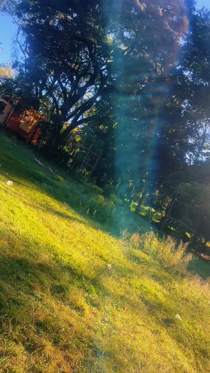 @jawicuriso