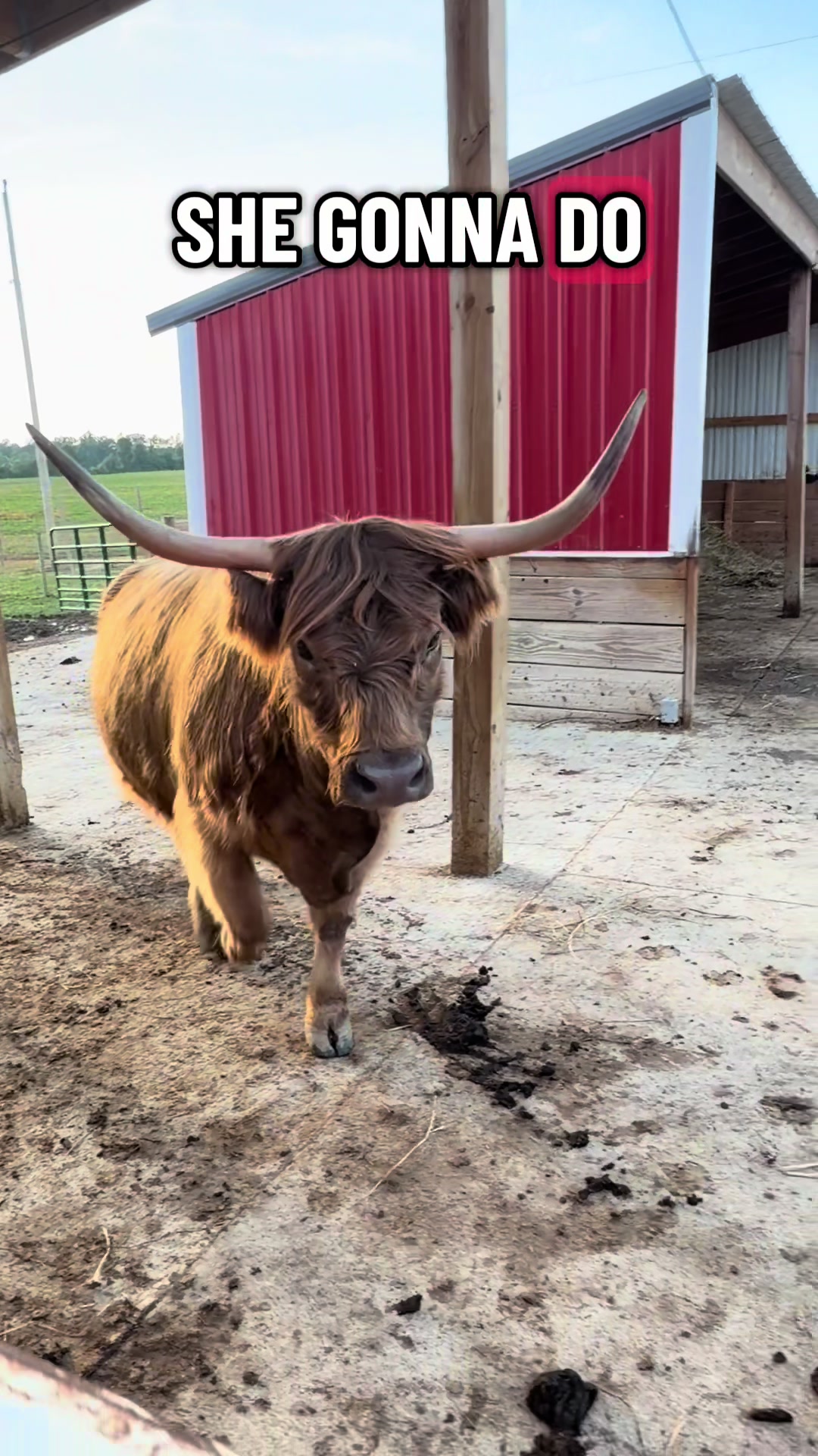 @Westmeister Farm
