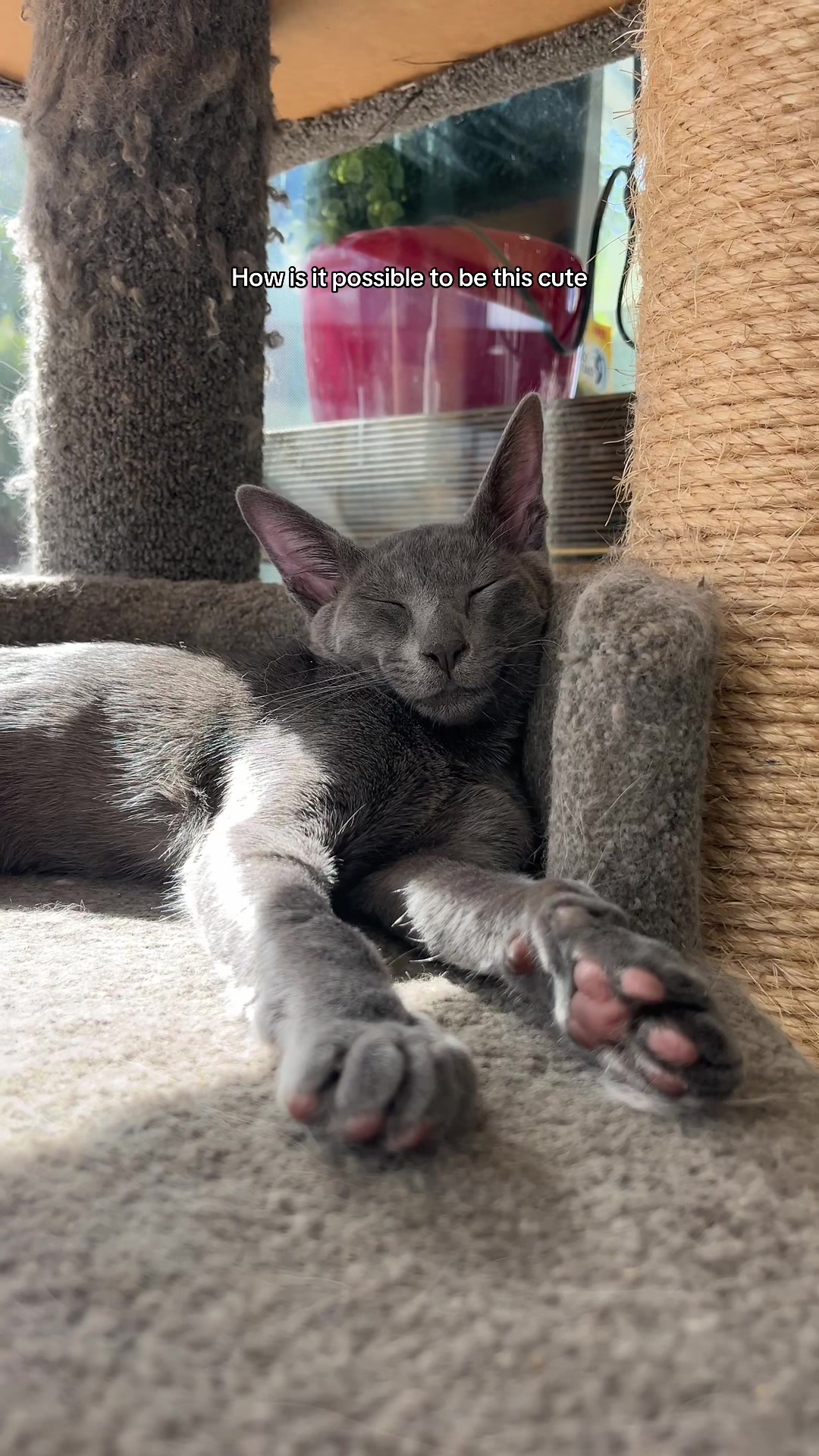 @crazycatcafe