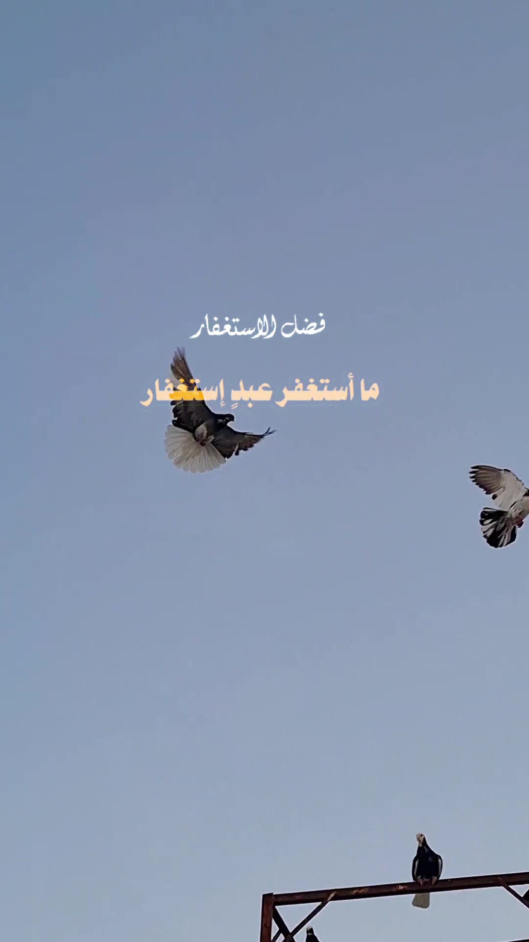@Pigeons Tv
