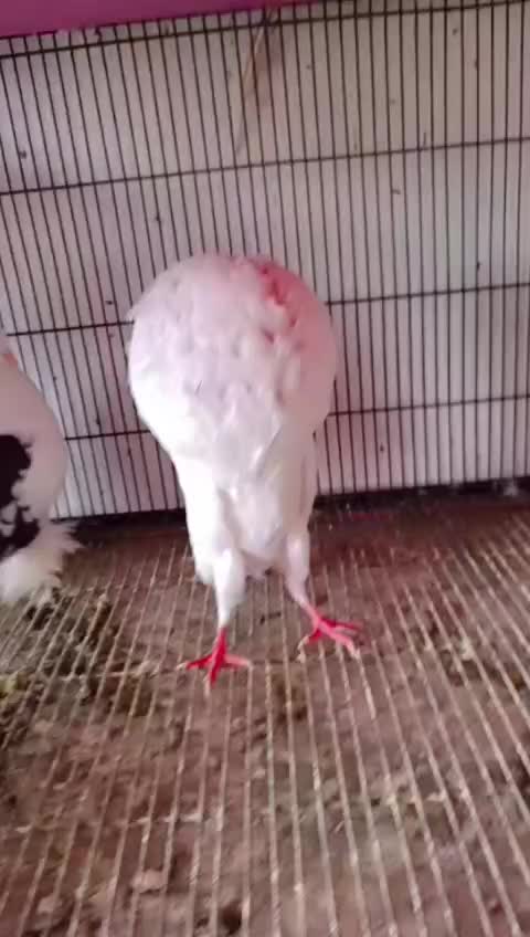 @royal birds