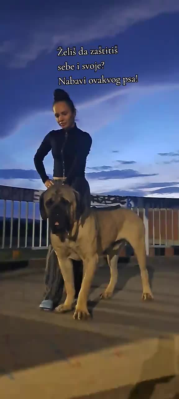 @Plemićki pas Srpski mastif