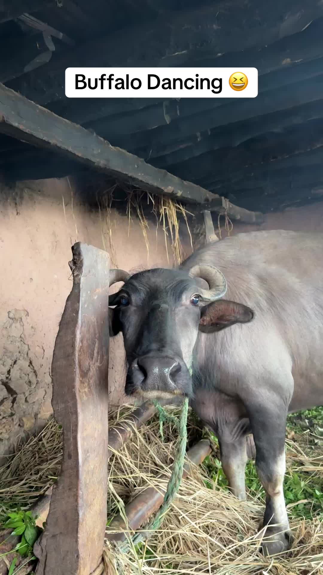 @Manish Adhikari