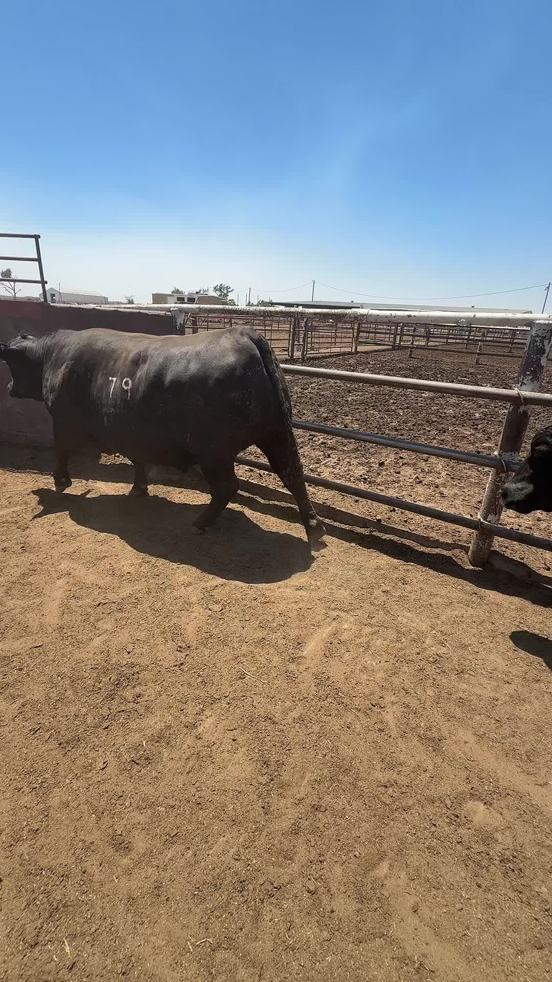 @bryanleecattlelife