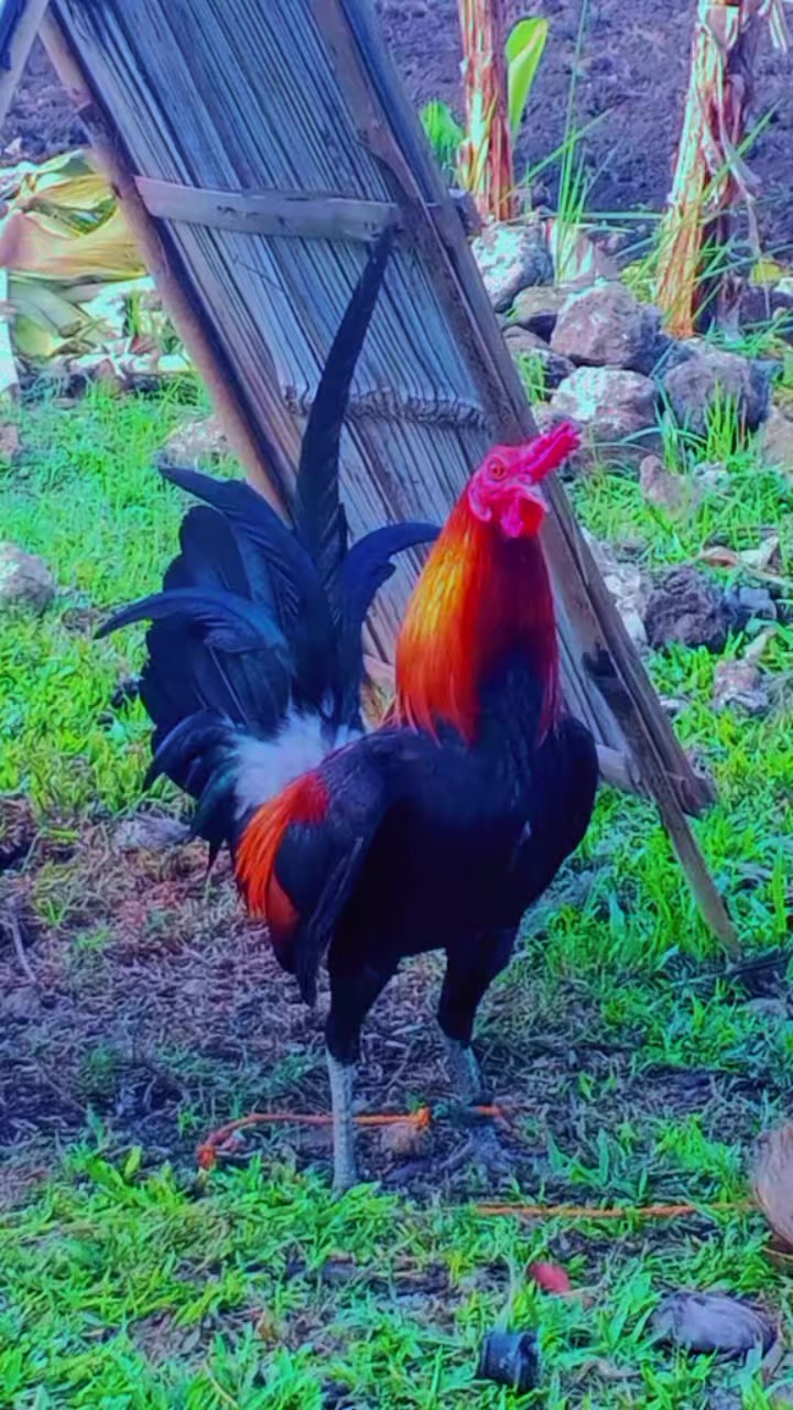 @BONALNOKK🐓