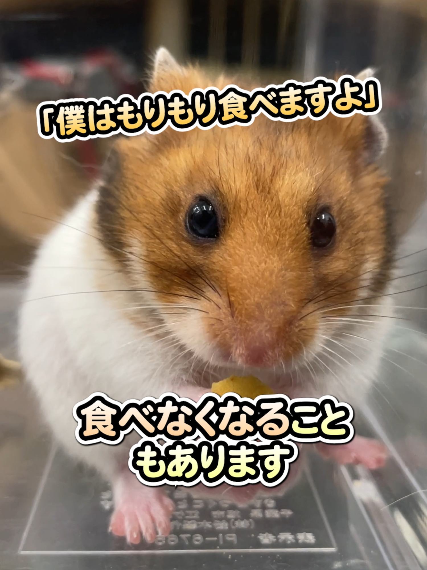 @オダガワ動物病院