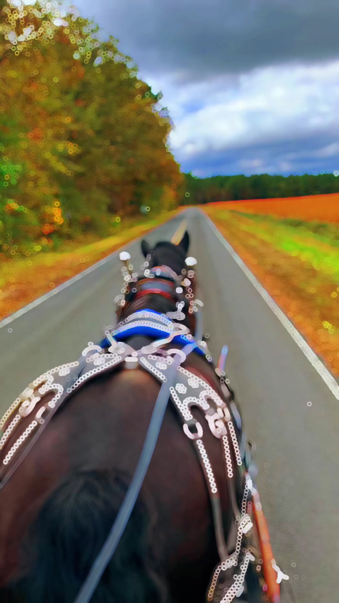 @southerncharmcarriages