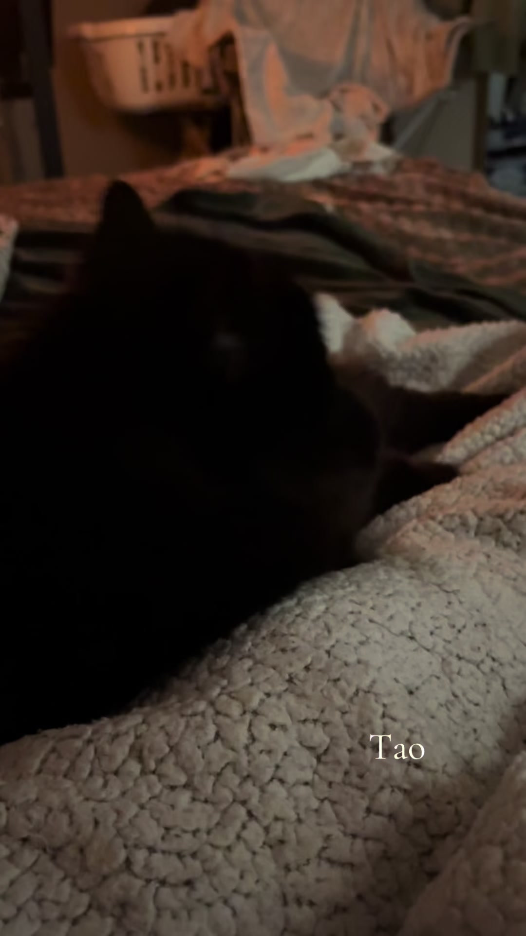 @Tao 🐈⬛ et Kiara 🐈⬛