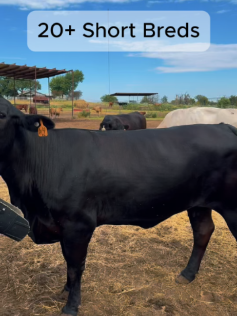 @Rutherford Land and Cattle