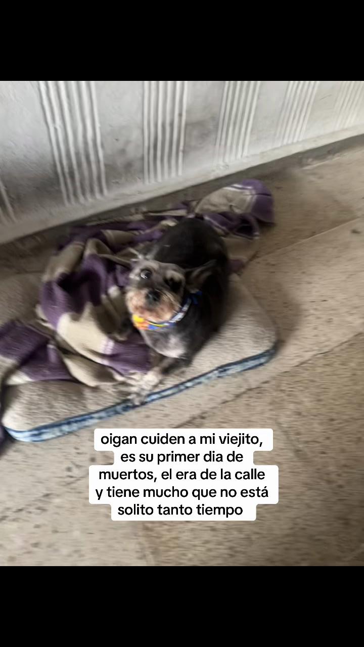 @mattogato