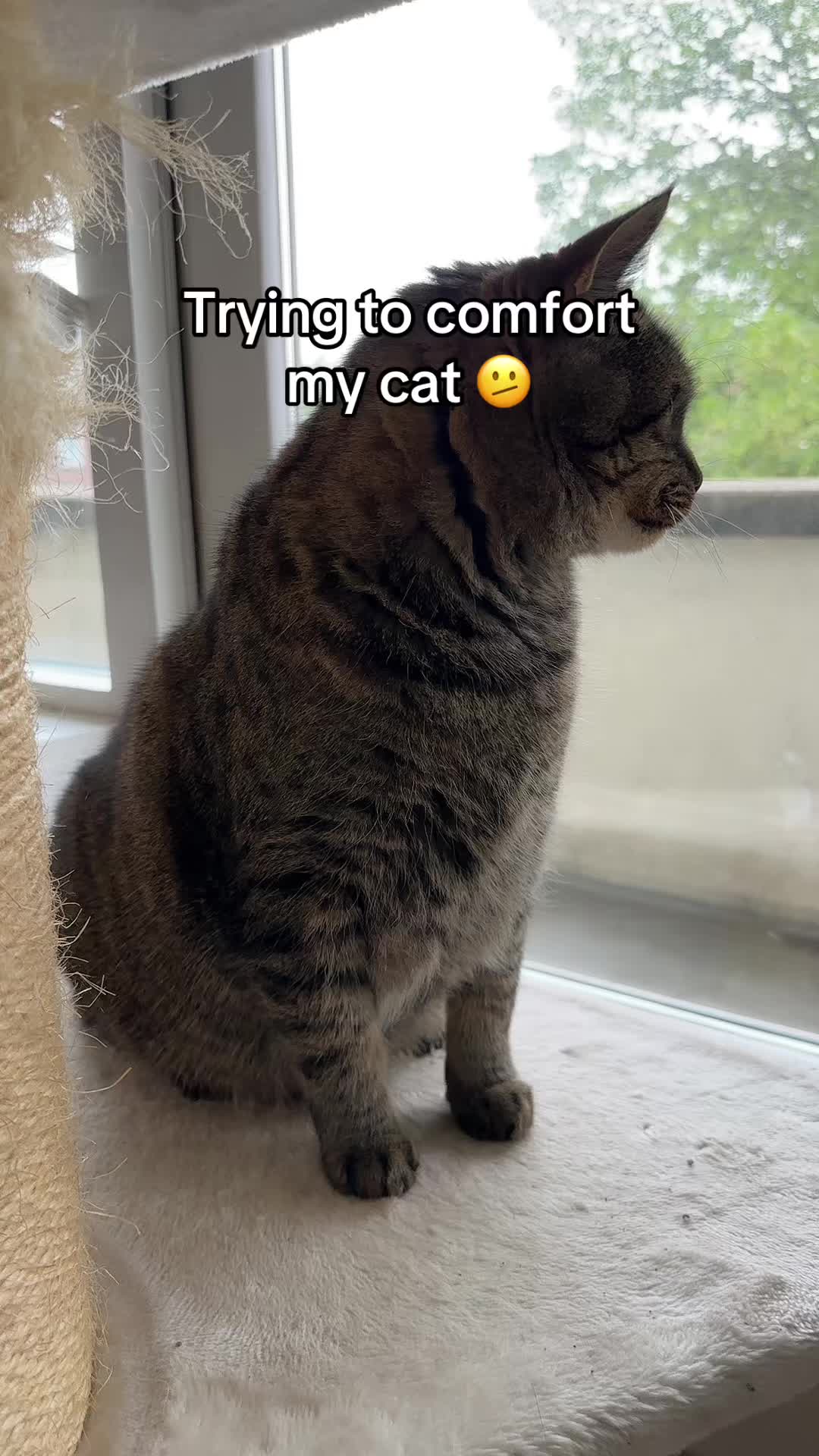@Joep_the_ rescuecat