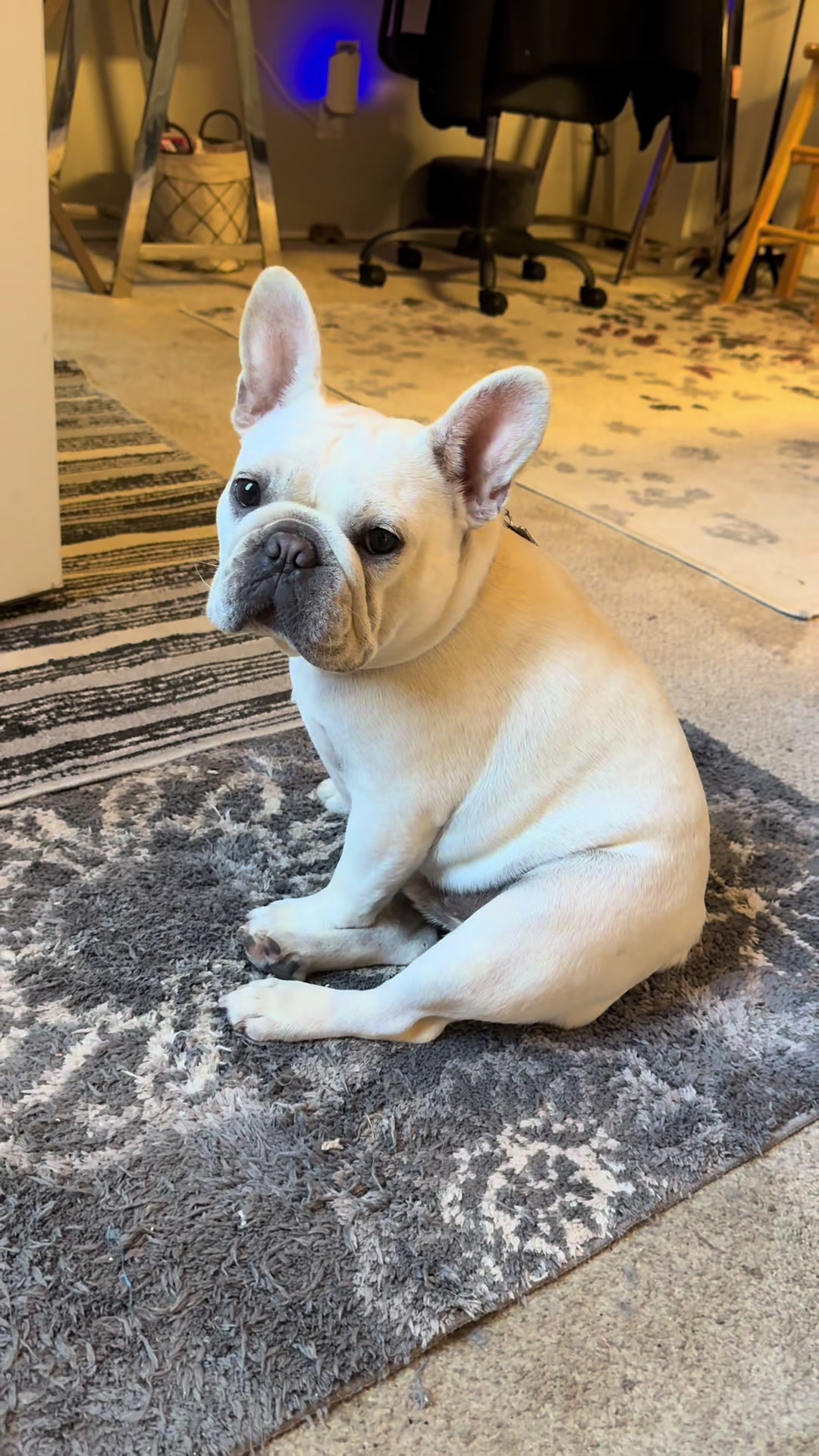 @Bagel the OG Frenchie