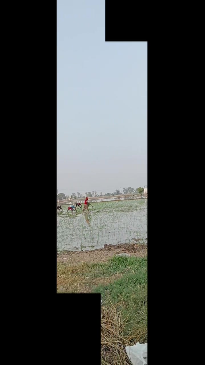 @chaudhary saab
