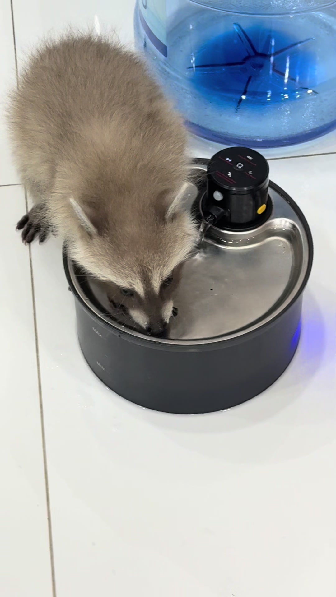 @Pooh the Raccoon