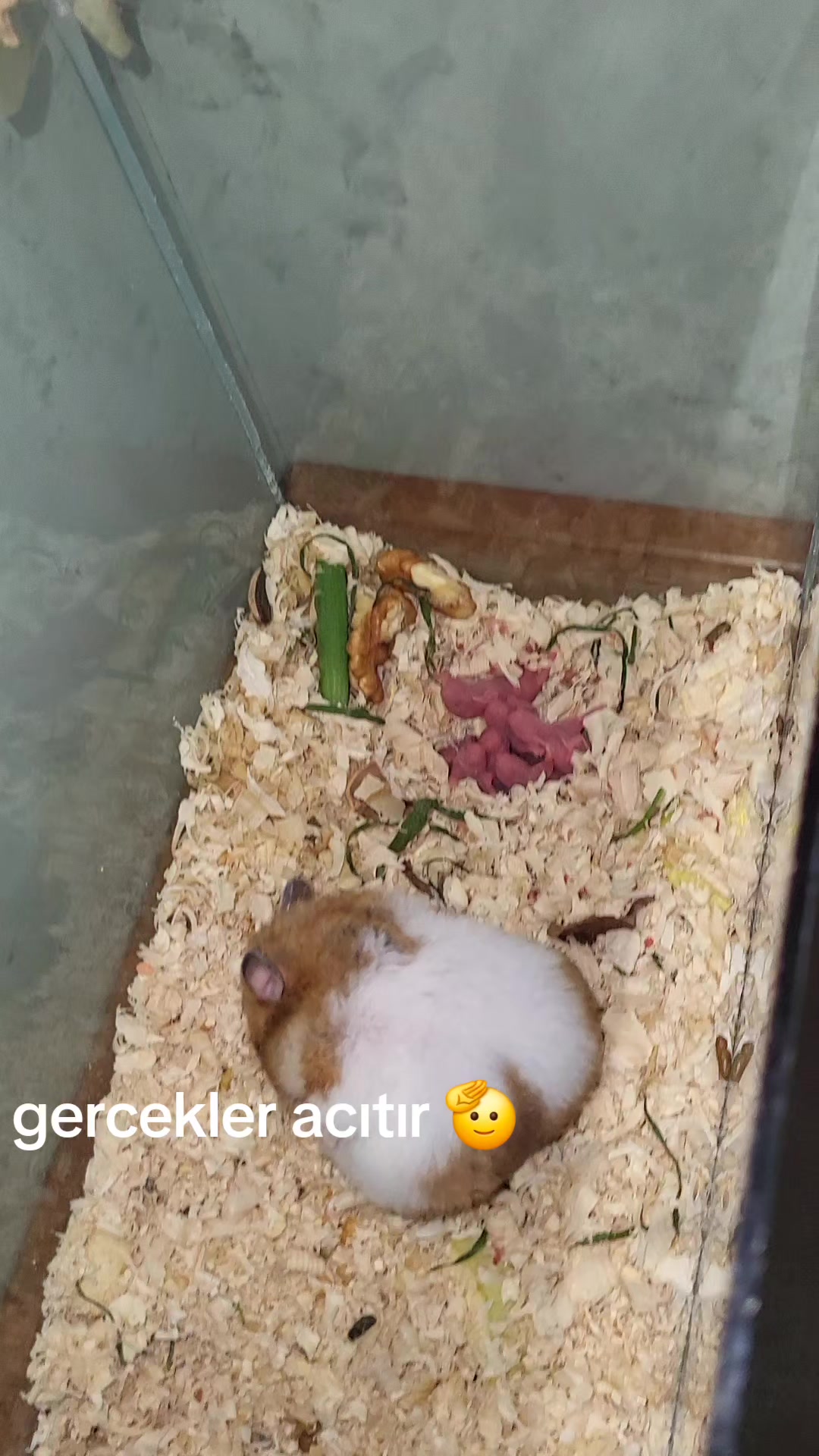 @TOLGA