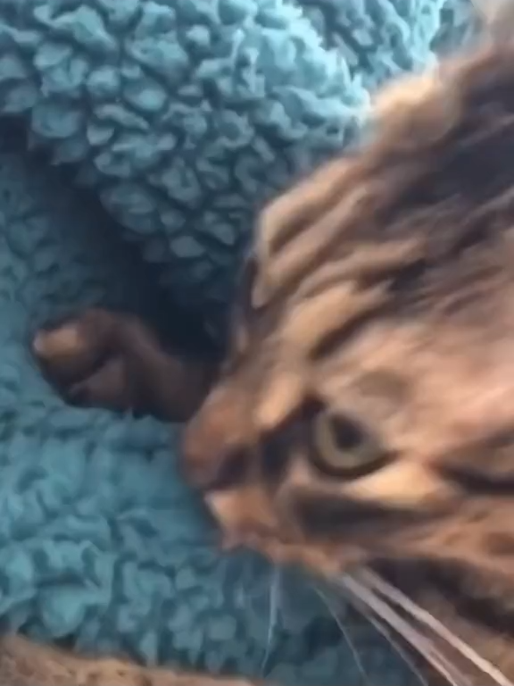 @cats