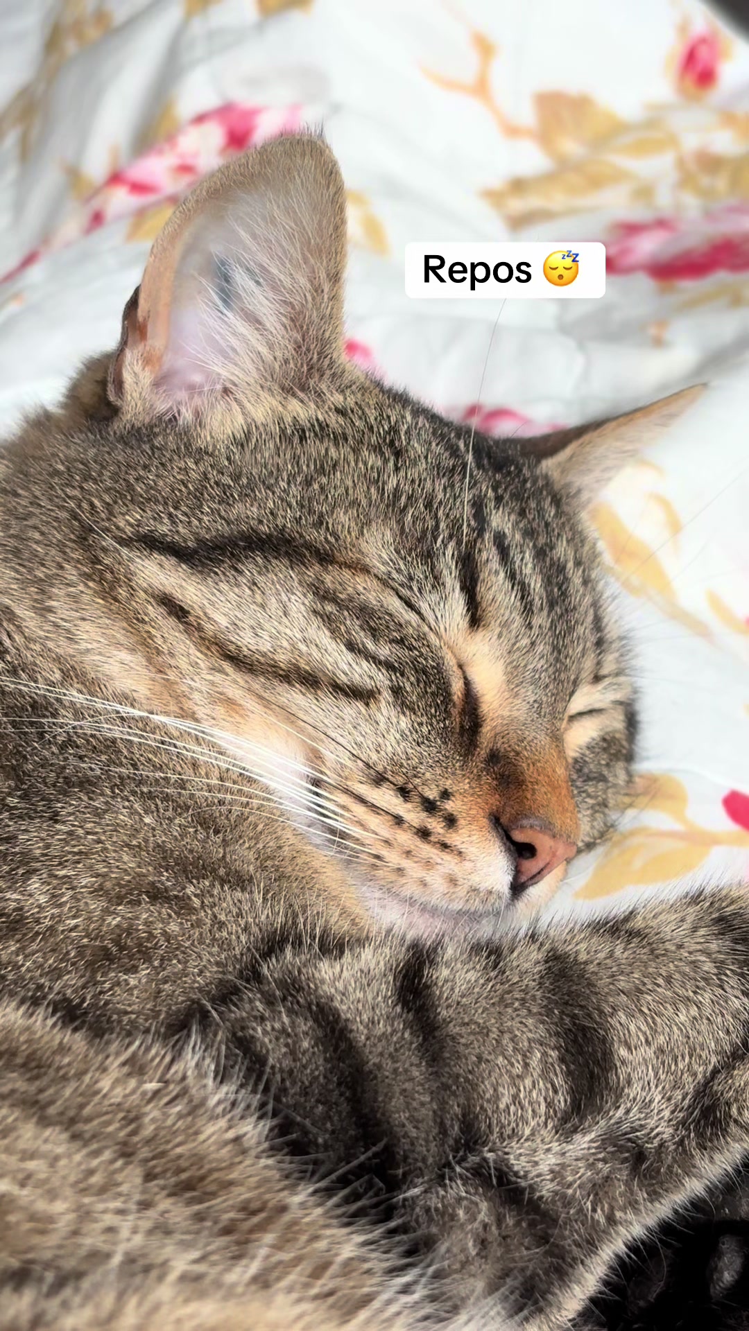 @Bulle la chatte 🐈