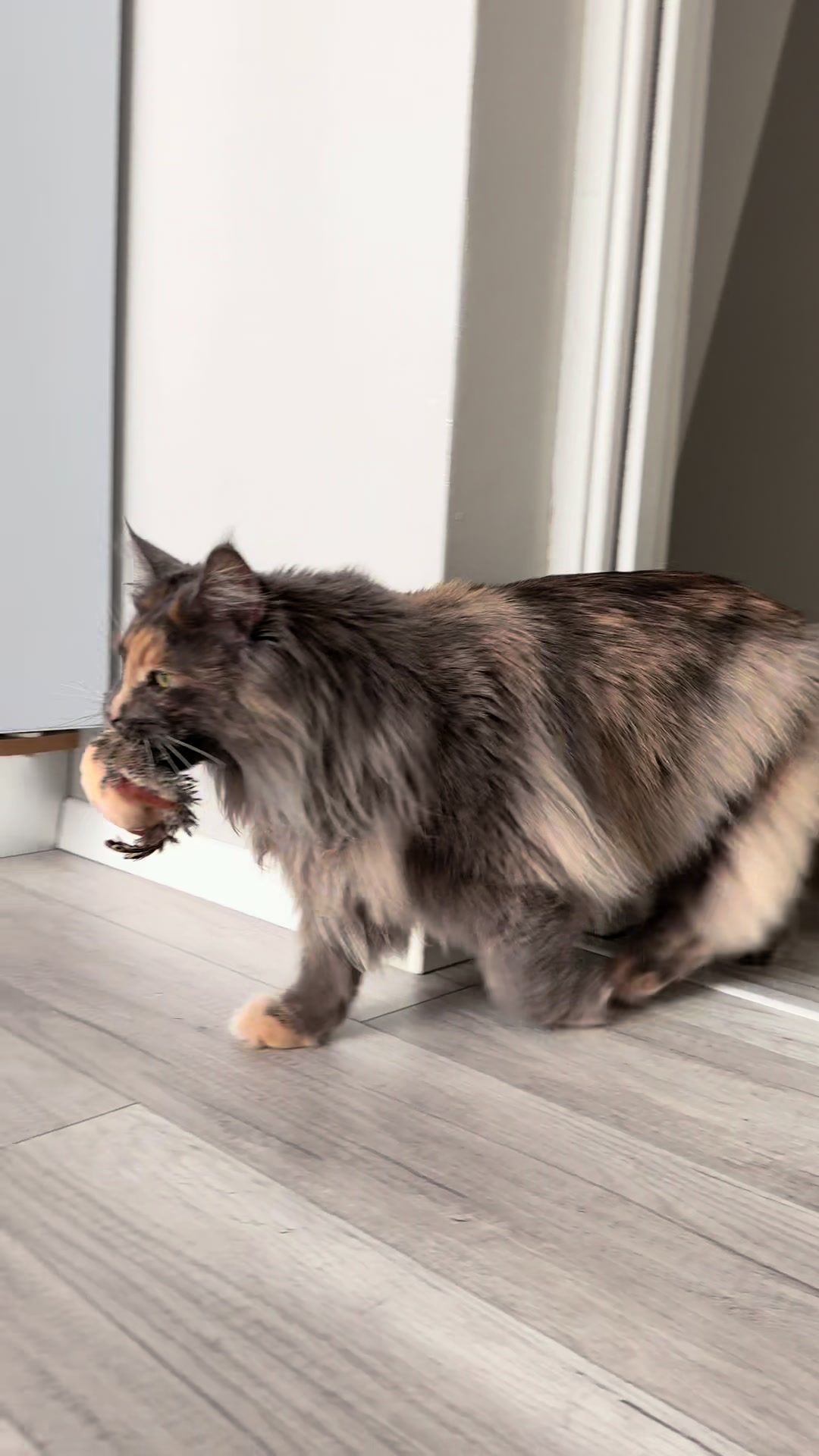@Mike e Mendy Maine Coon