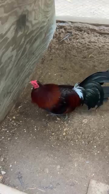 @G3 Farm & Fowl Supplies