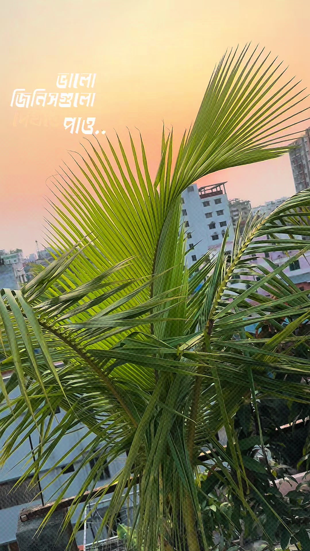 @🇧🇩Mesbah❤️ U Ah🇧🇩