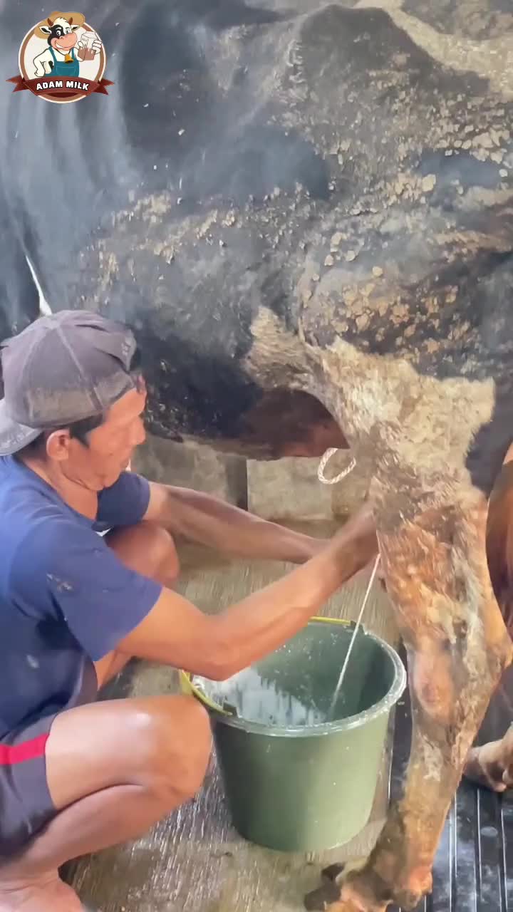 @ADAM MILK FARM