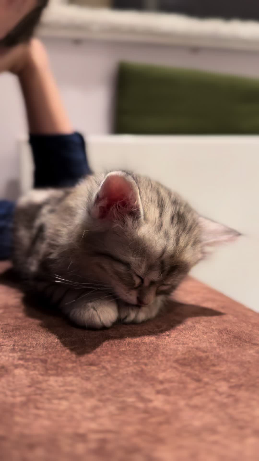 @SiberianRiver Cattery Uk