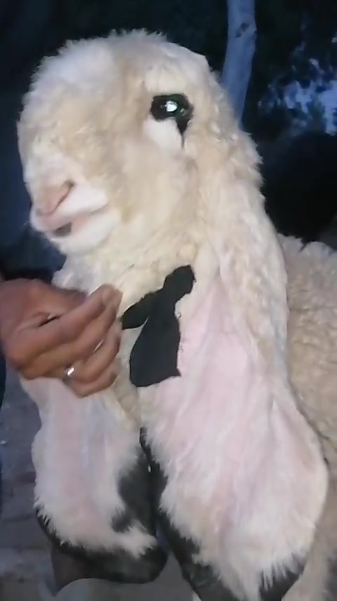 @Shiraz livestock