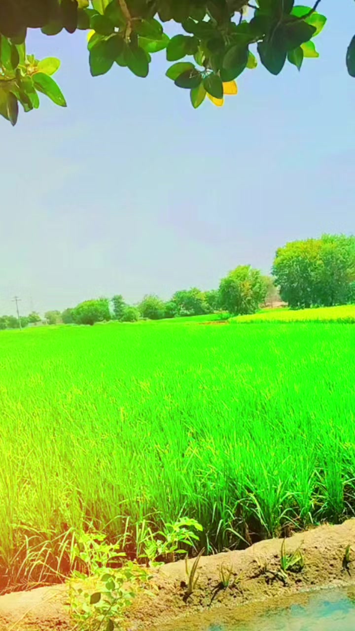 @Sardar Sudia wala