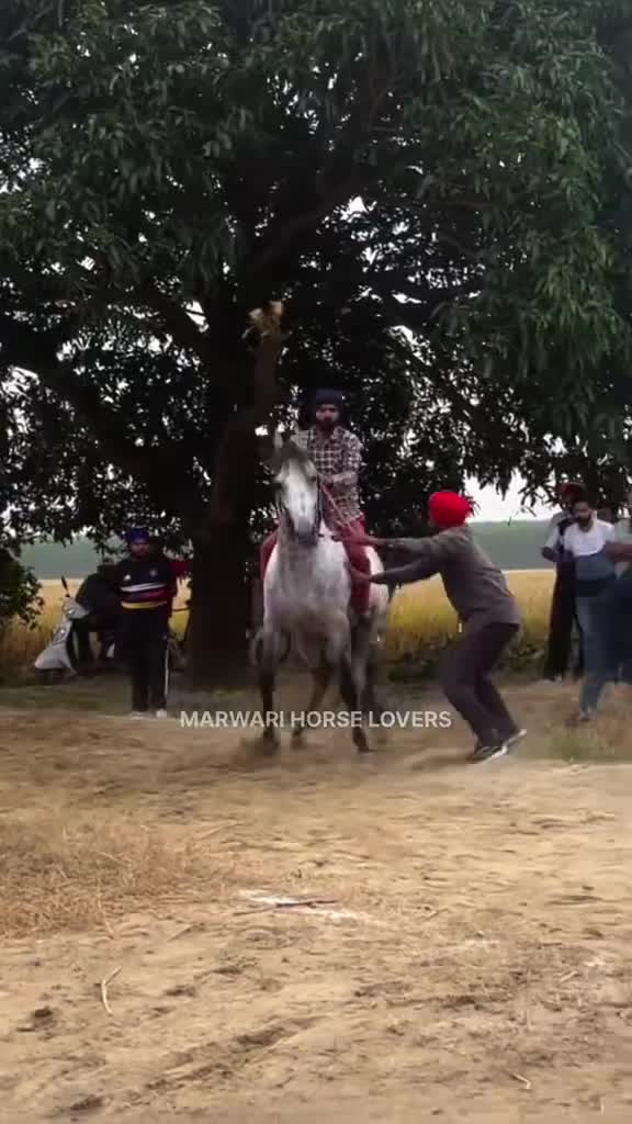 @🏇 MARWARI HORSE RACING 🏇