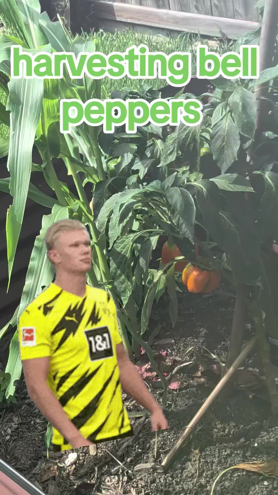 @Jplay