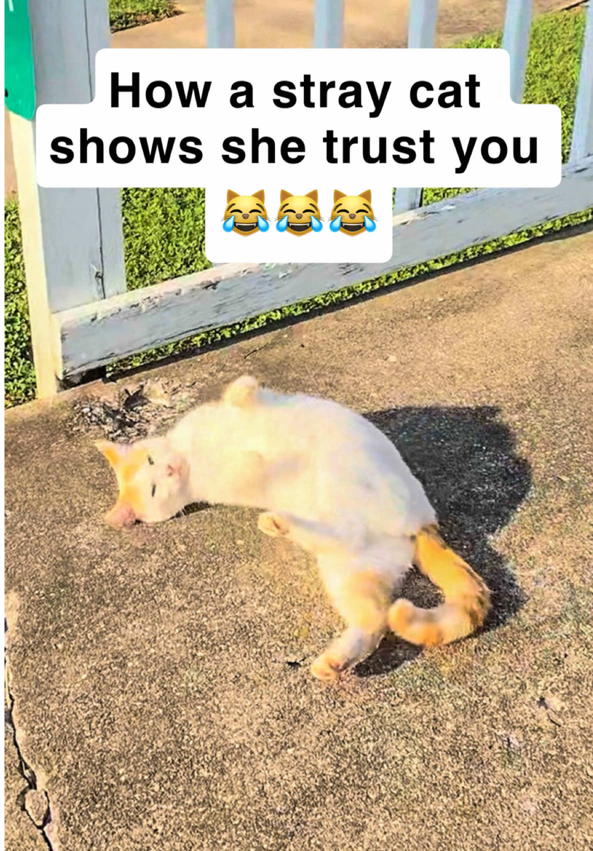@first class whiskers