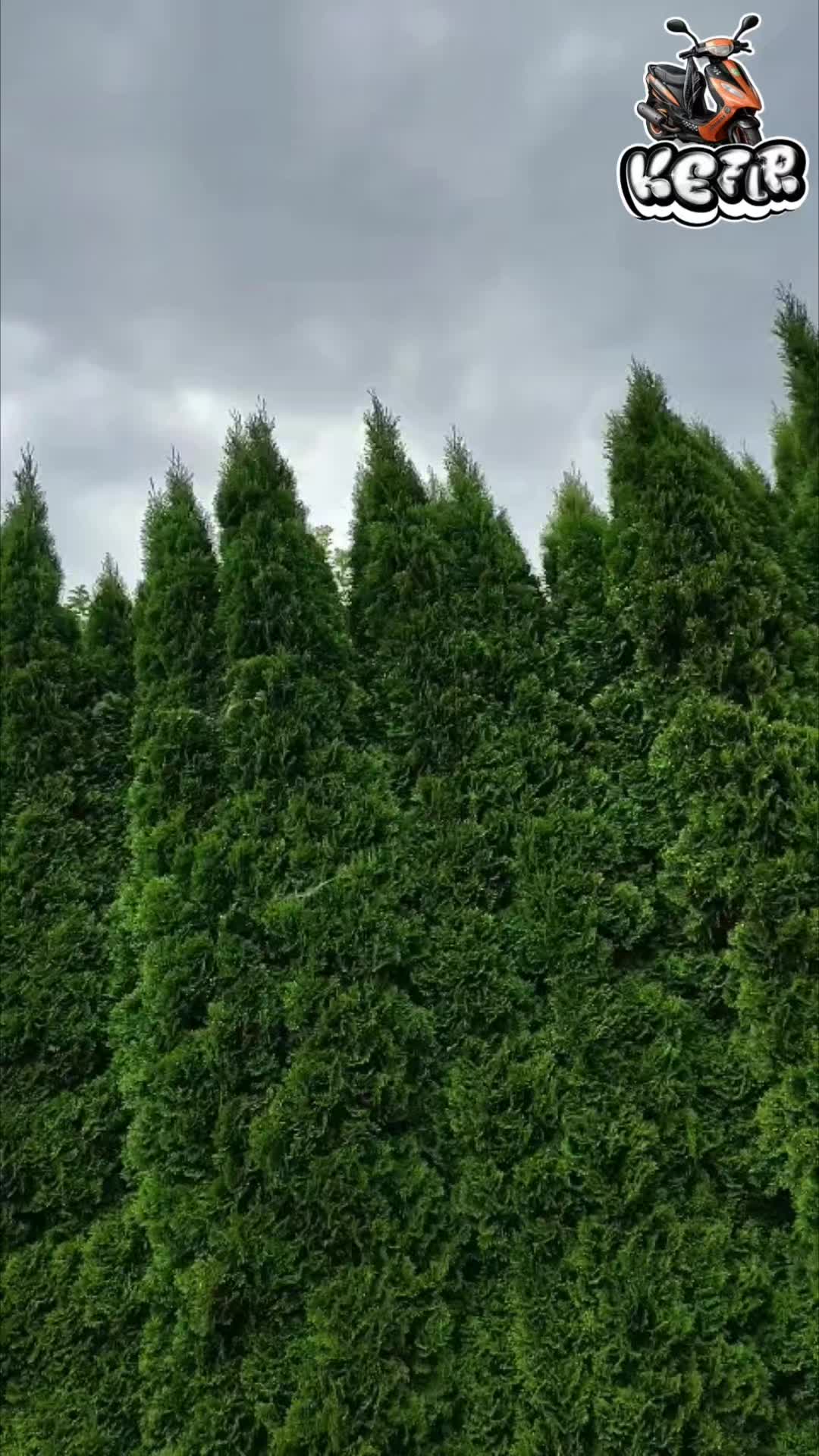 @ɢʀᴜʙʏ ɢᴀʀᴀɢᴇ🦅🛵