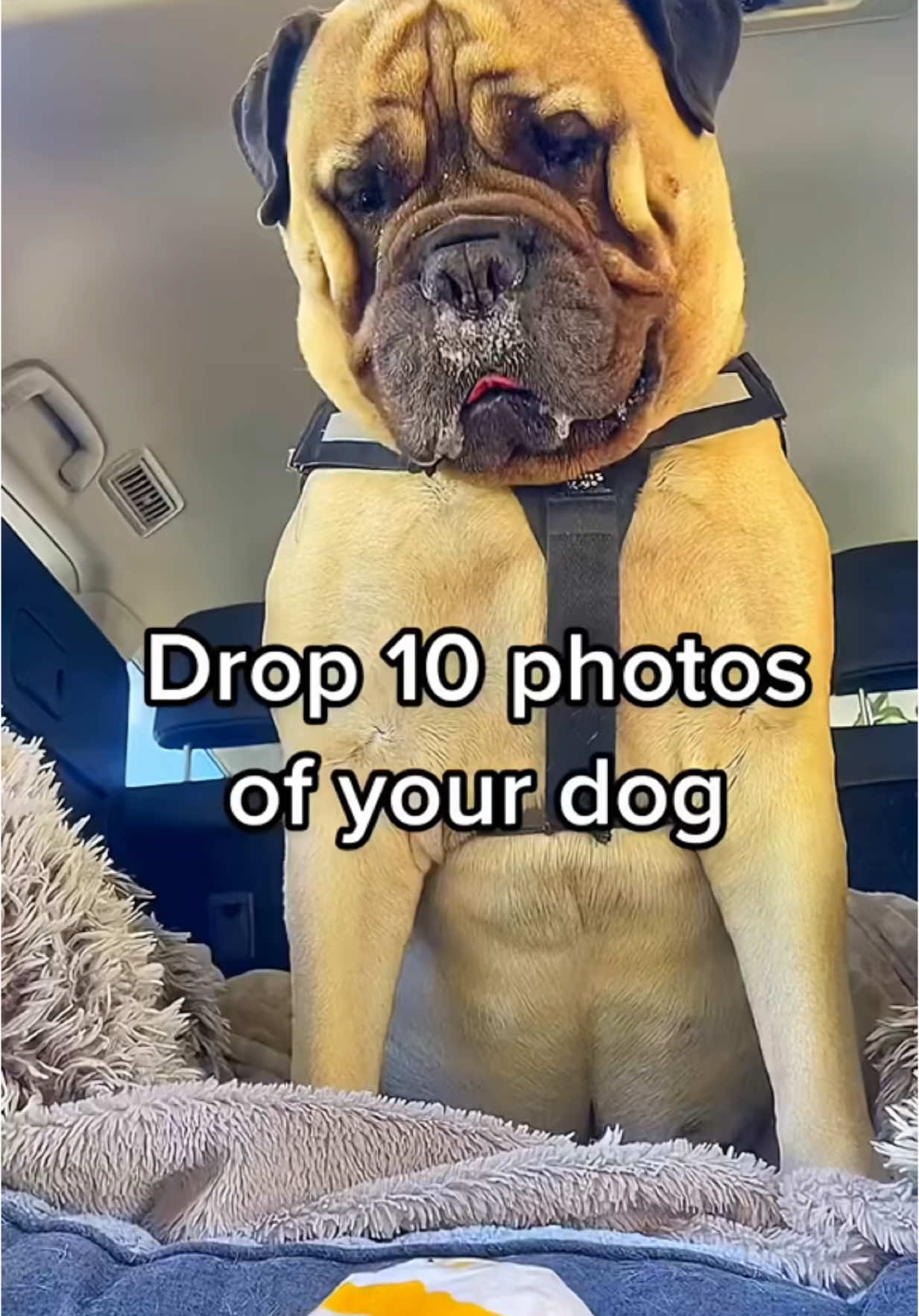 @Axel Rose | Bullmastiff
