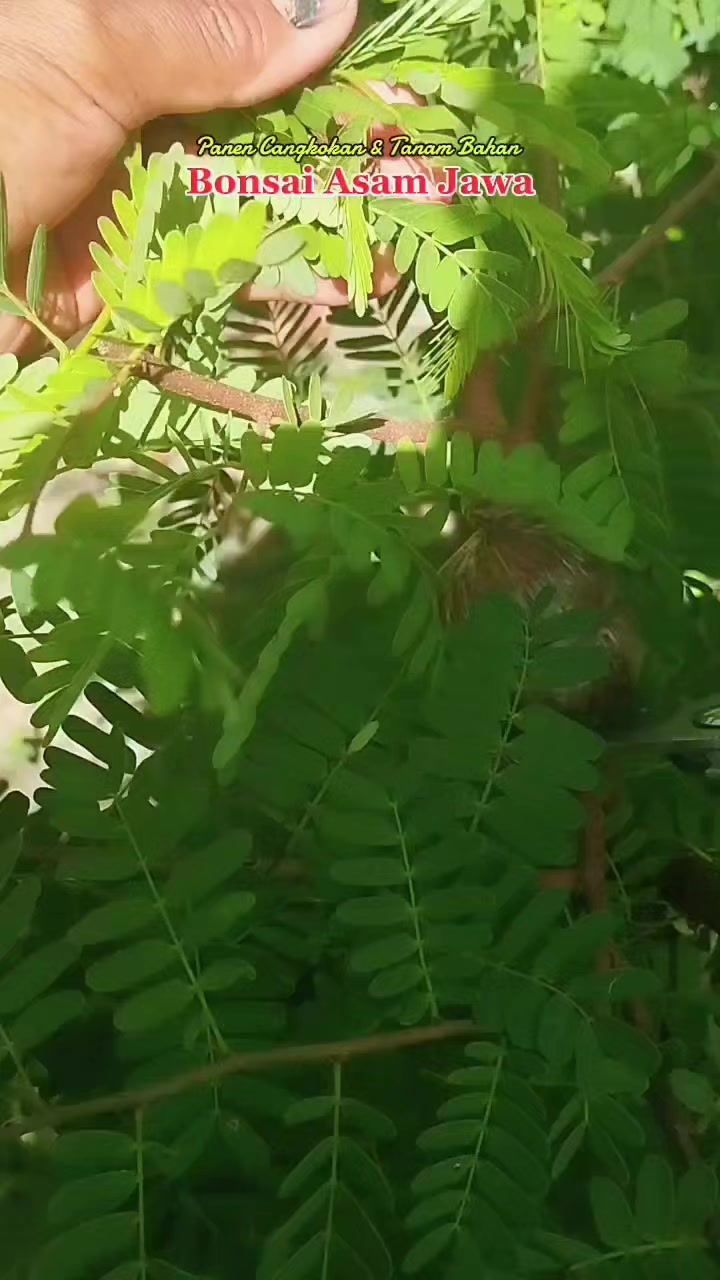 @Sikumbang Nature
