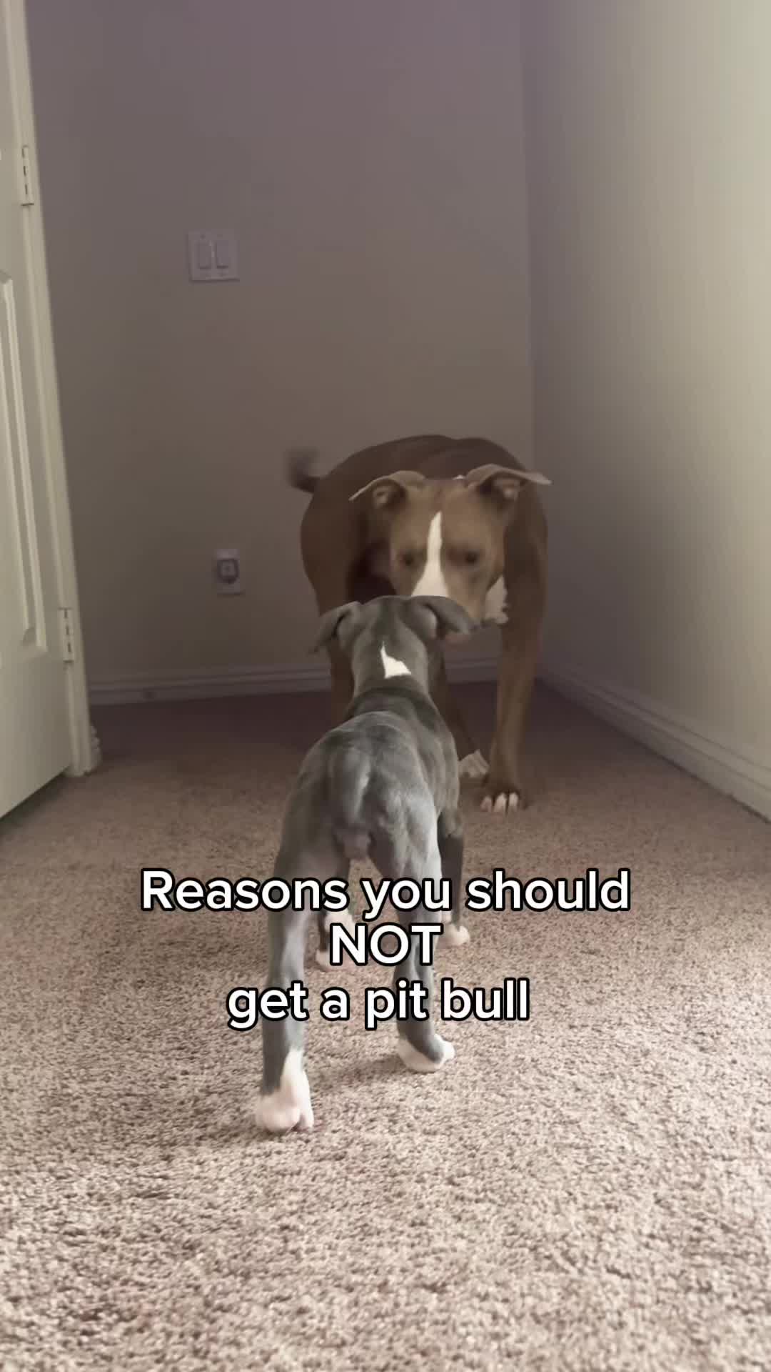 @@knight_thepit