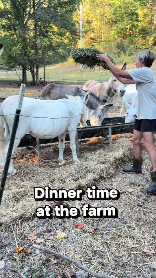 @Our Simple Homestead