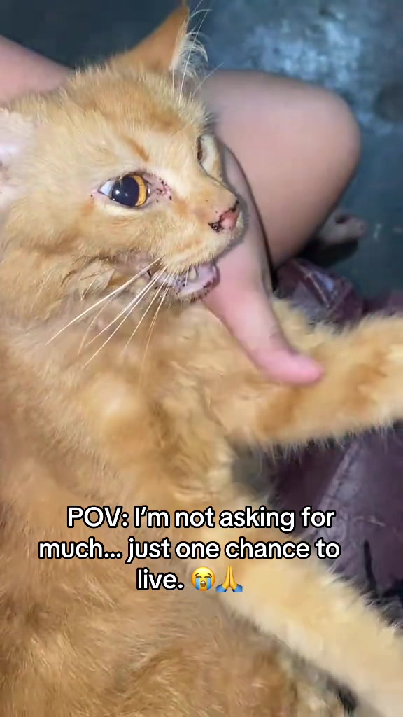 @Pamela rescue cats