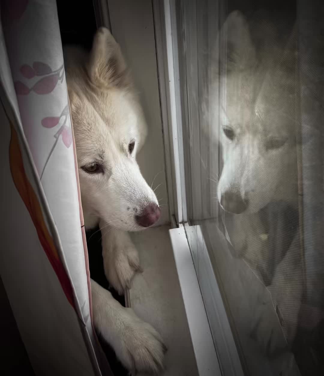 @FourHuskyteers