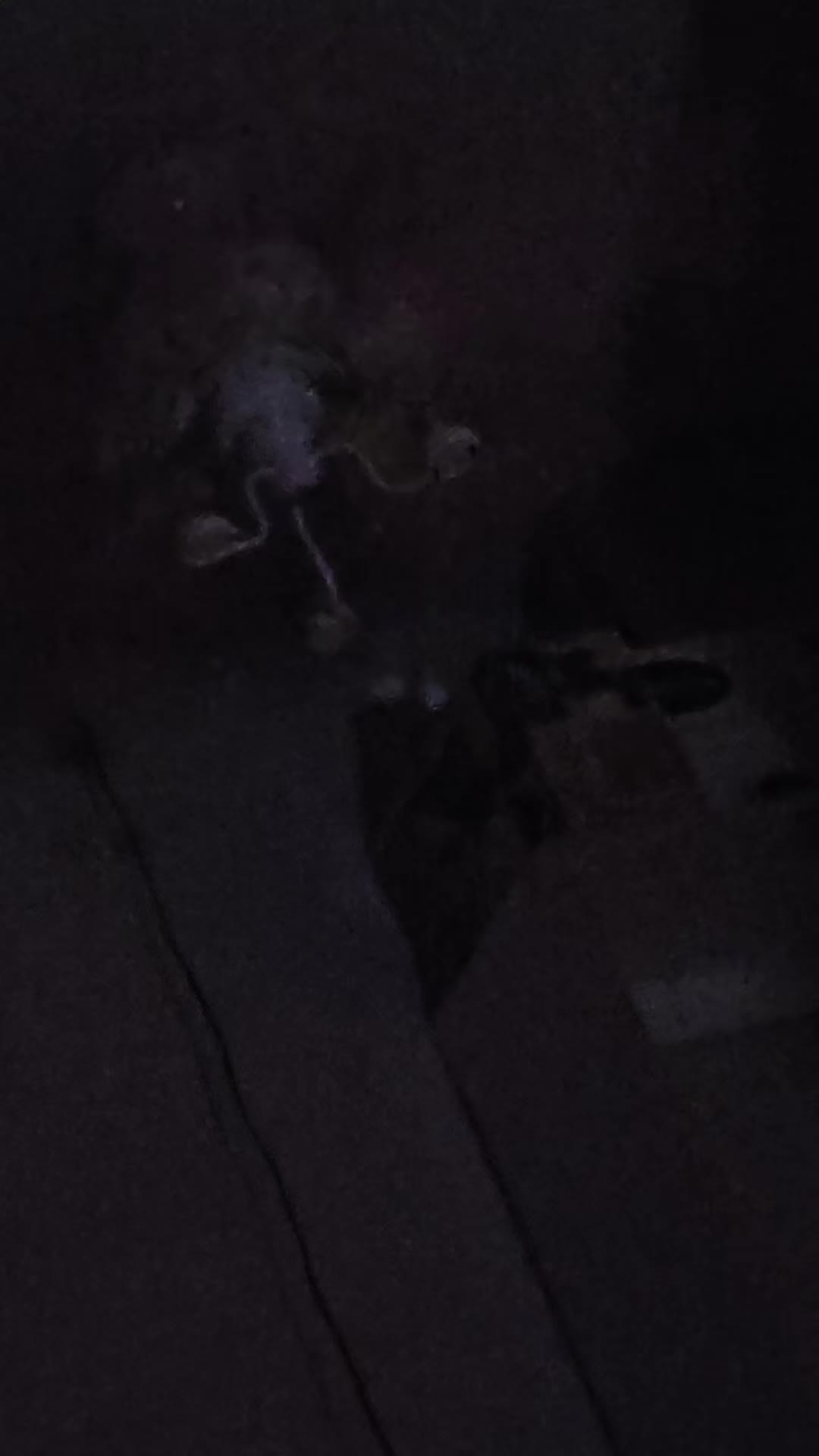 @𝘎𝘤𝘧𝘢𝘮🪭