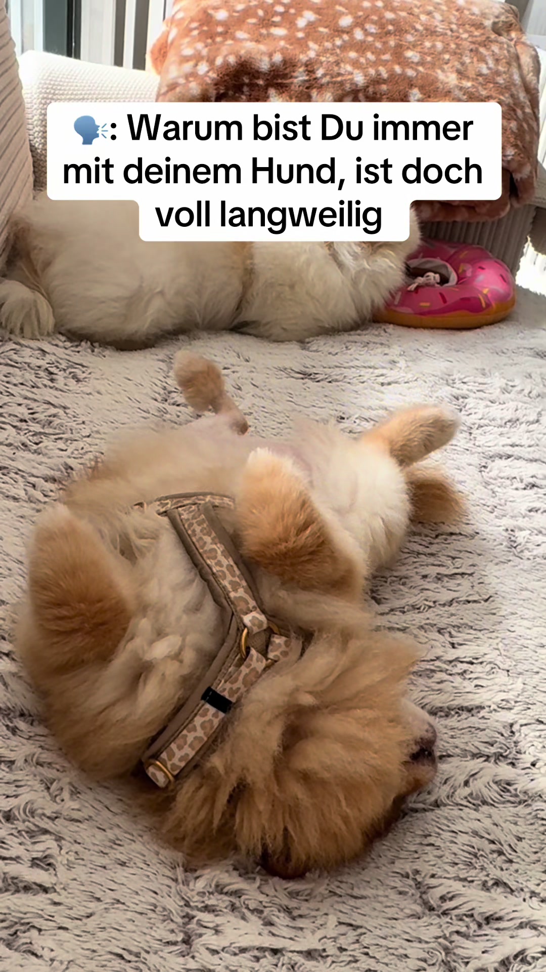 @dieKuschelpuschels🧸✨🩷