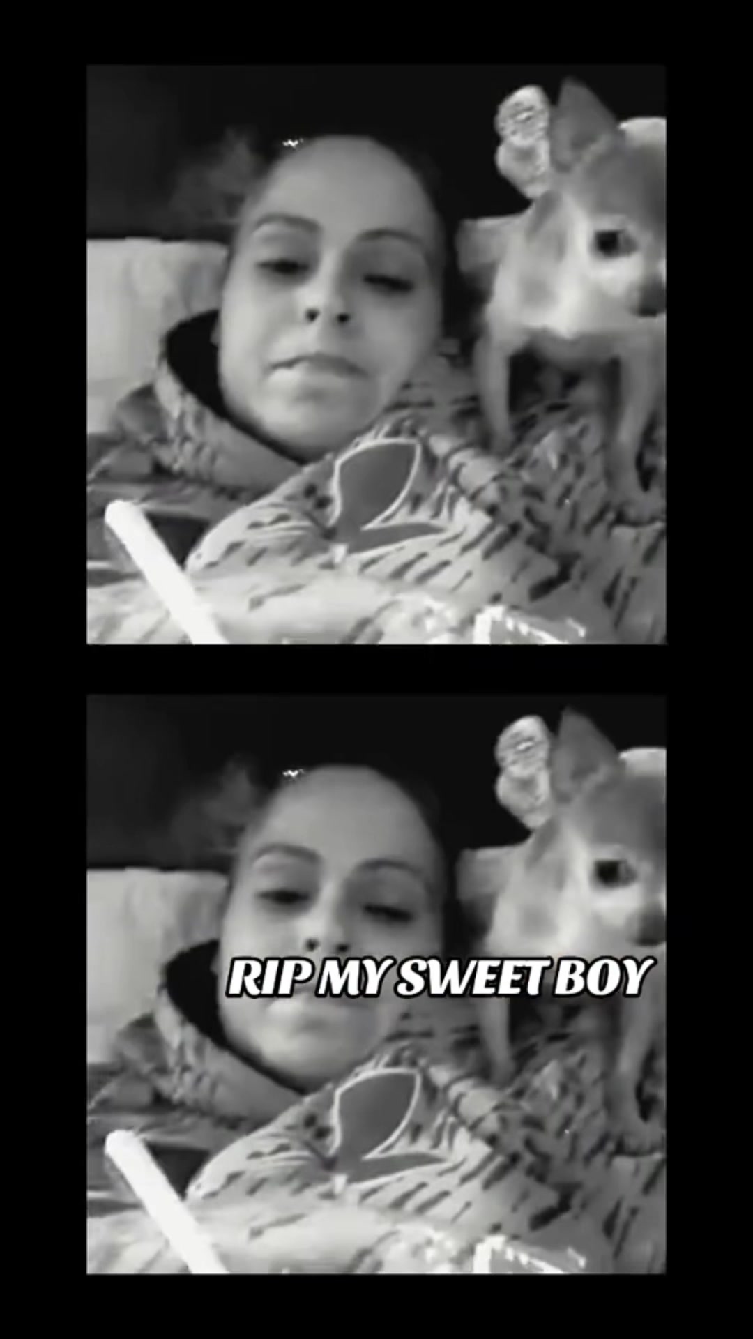 @PuppyMom