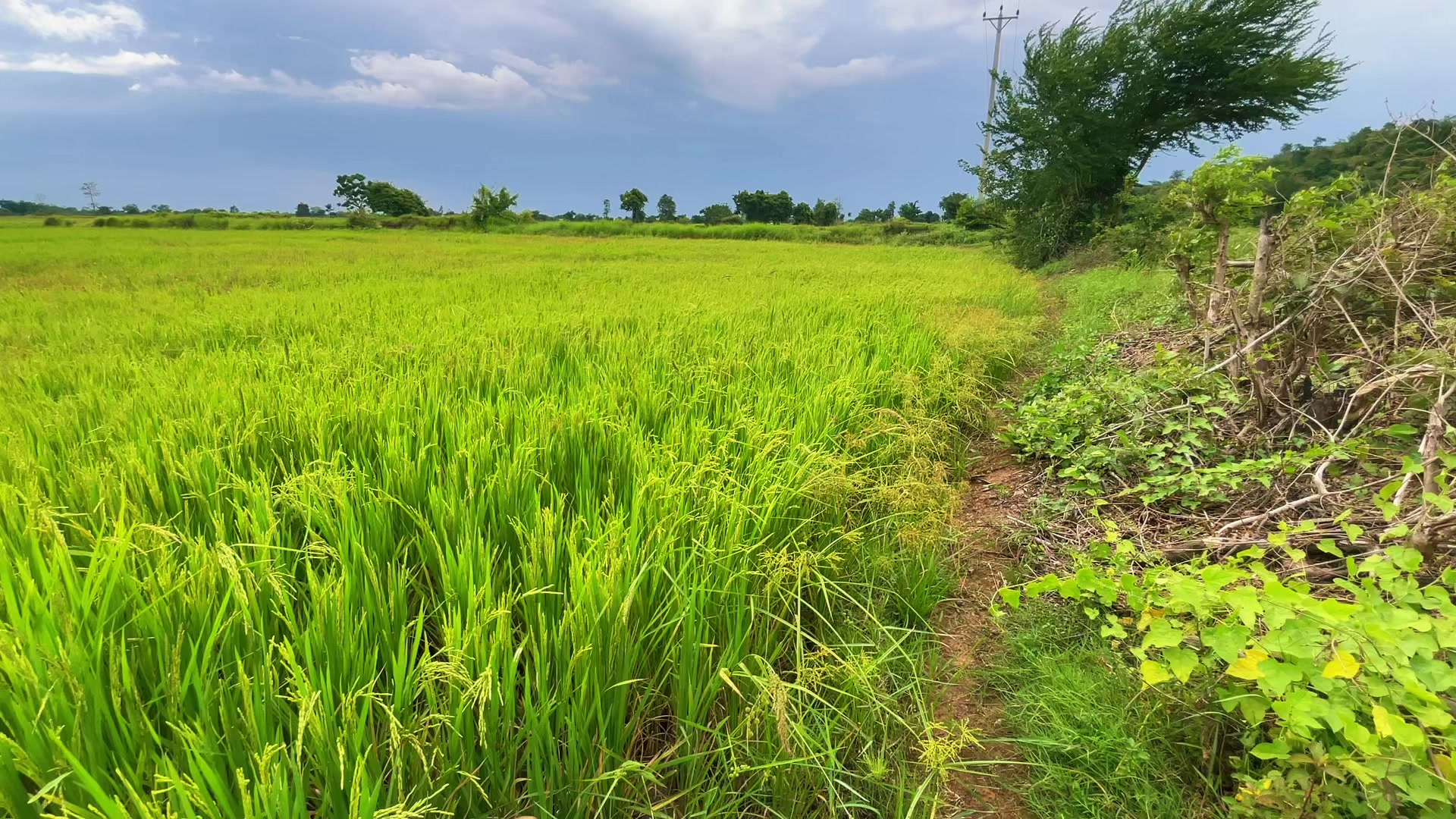 @HENG-ហេង៚ 🌾🌅💛