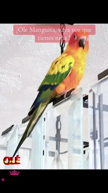 @Mango 🦜La cotorra solar
