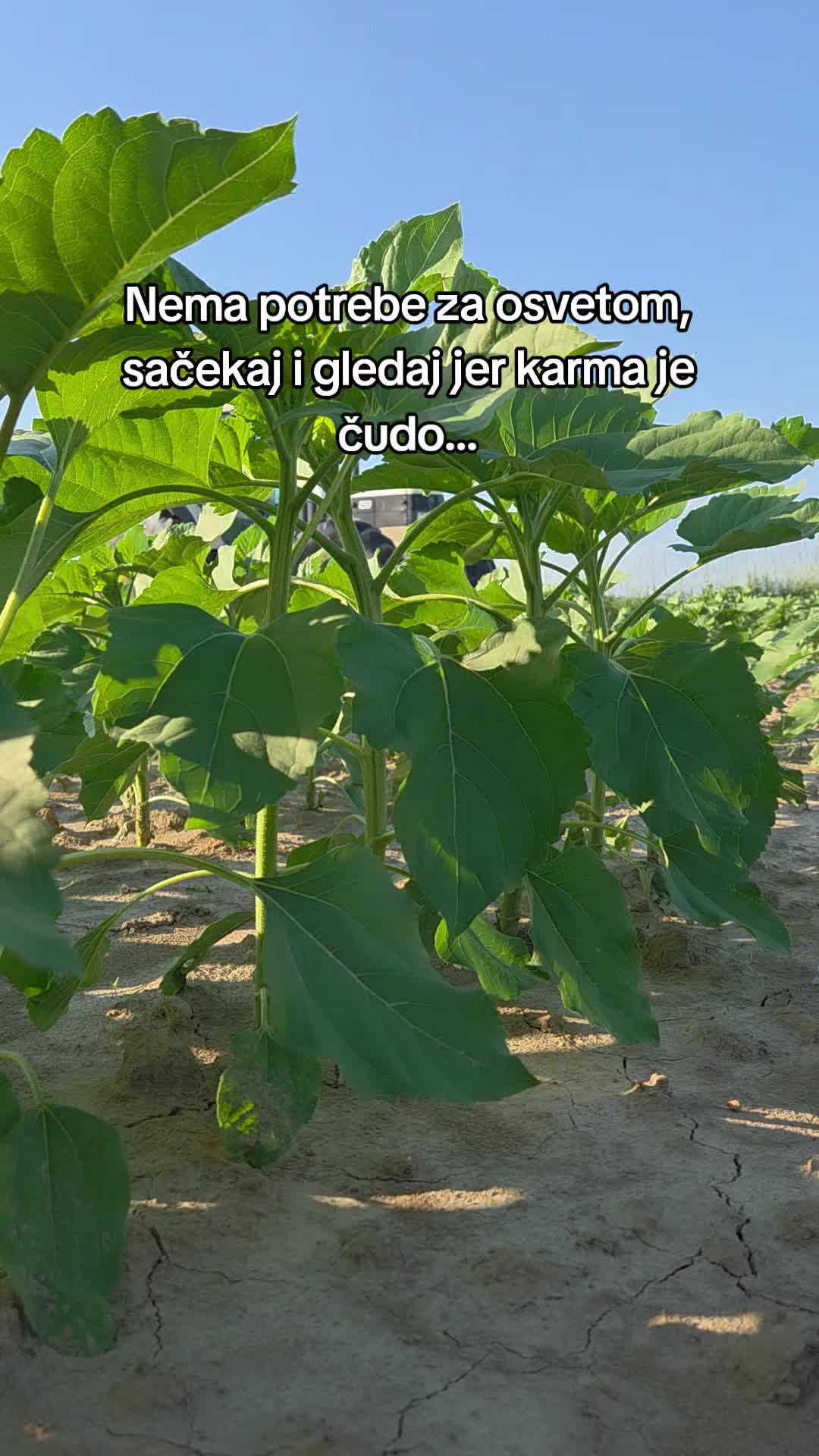@Šiber