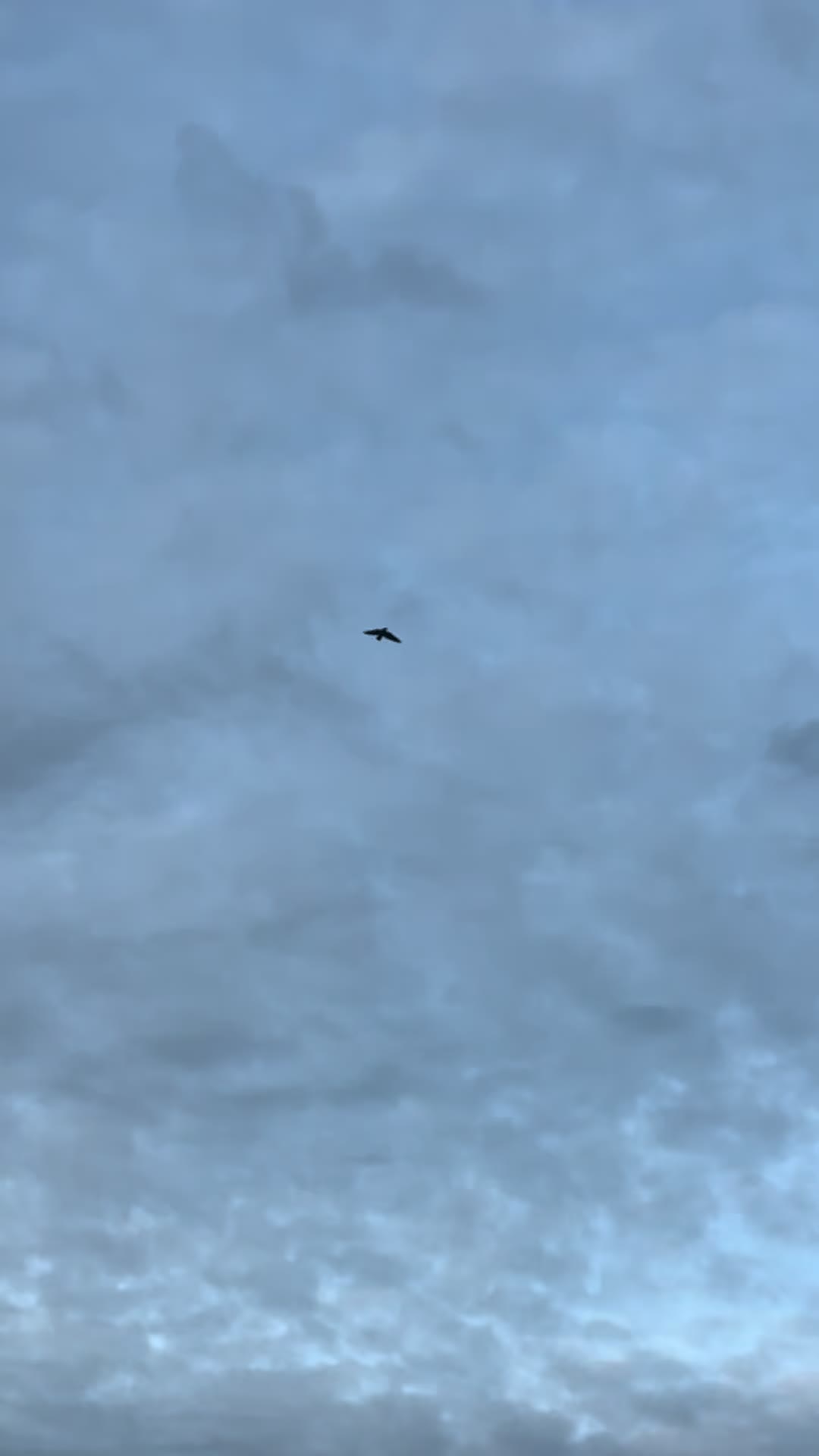 @🦋⚜️Catherine⚜️🦋 Team Sergio